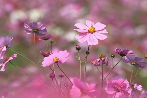 深秋の香り秋桜 深秋の香り秋桜の写真