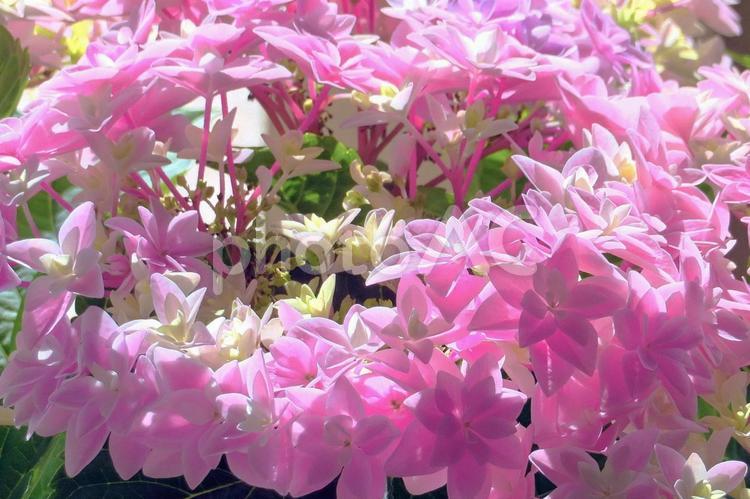 ピンクのアジサイの花 アジサイ,花,ピンク色の写真素材
