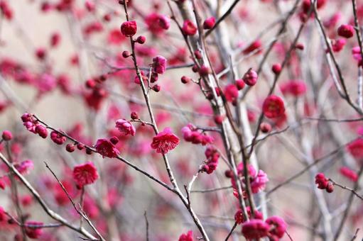 梅の花 梅の花 梅,梅の花,梅畑の写真素材