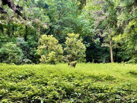 Photo, mountain, natural, green, 