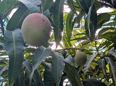 A tropical tree that bears large mangoes, JPG