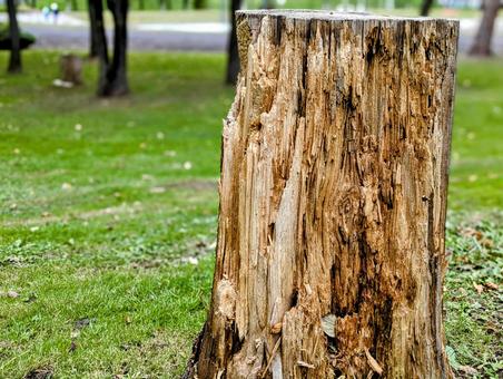 朽ちた切株 朽ちた切株の写真