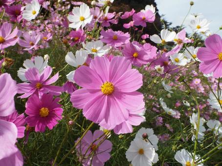 コスモス コスモス コスモス,秋,花の写真素材