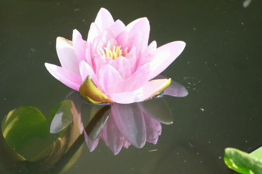 Water Lily, JPG