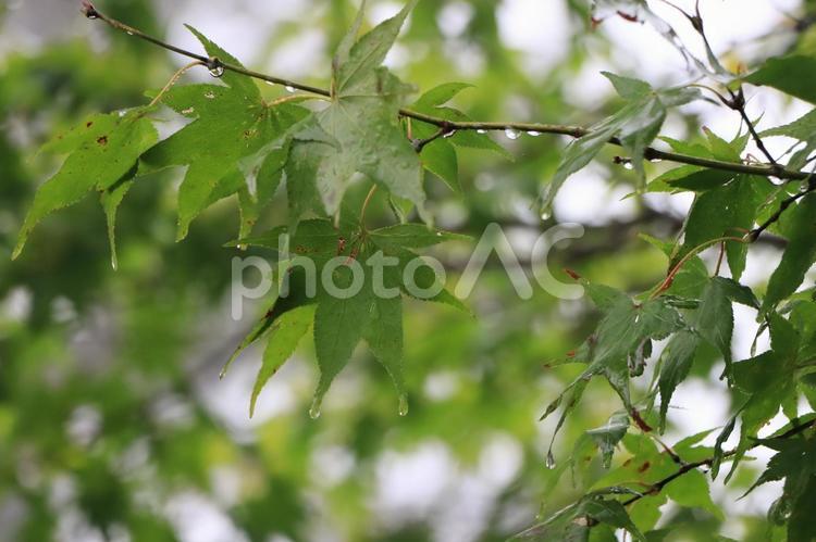 雨に濡れるもみじ もみじ,紅葉,雨の写真素材