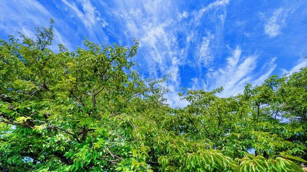 青空と緑の木々-22 青空と緑の木々-22の写真