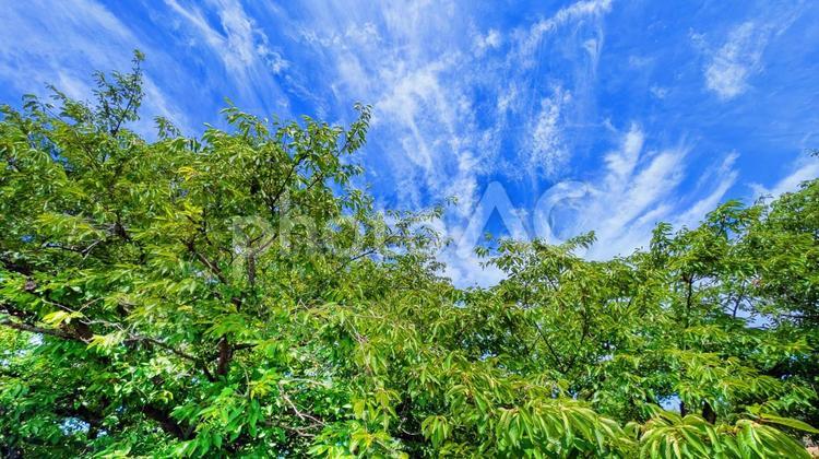 青空と緑の木々-22 cloud,スカイブルー,グラデーションの写真素材