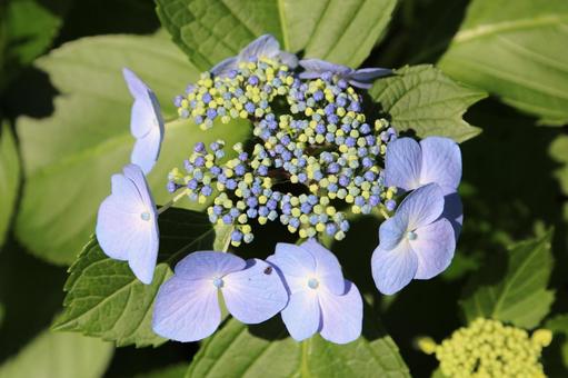 ガクアジサイ2(横浜市内にて) ガクアジサイ2(横浜市内にて) ガクアジサイ,アジサイ,紫陽花の写真素材