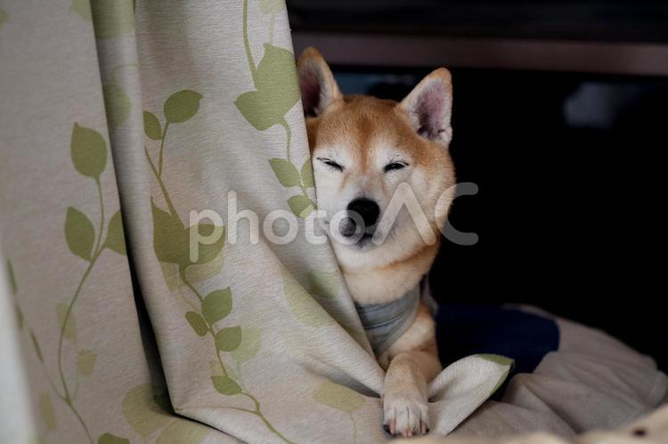 カーテンから覗く柴犬 犬,リラックス,クールダウンの写真素材
