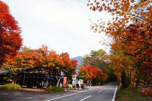 晩秋の華やぐ道の風景 紅葉,秋,葉の写真素材