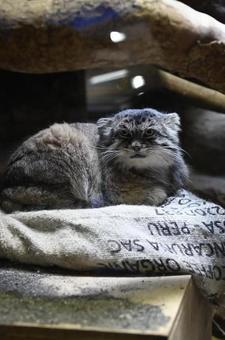 マヌルネコ マヌルネコ 上野動物園,マヌルネコ,ネコ科の写真素材