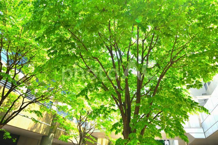 都会の新緑 新緑,大都会,ビルの写真素材