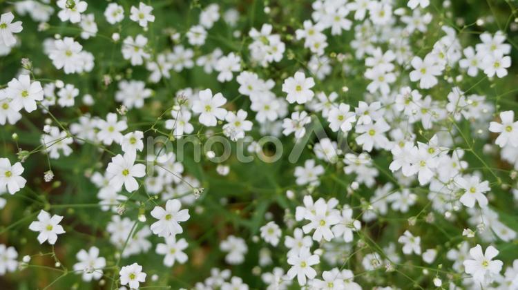 霞のように愛おしいかすみ草 カスミソウ,白色,小さいの写真素材