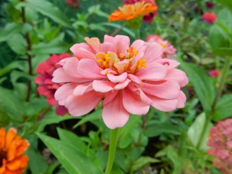 【花の写真】 ヒャクニチソウ（百日草）の写真