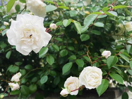 グリーンに映える白いバラの花 グリーンに映える白いバラの花 薔薇,バラ,白の写真素材
