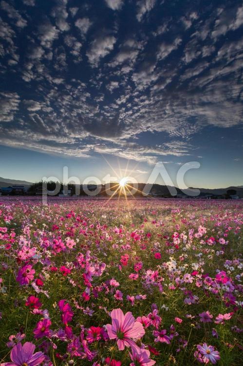 朝日が昇るコスモス畑の絶景_縦 コスモス,秋桜,花の写真素材