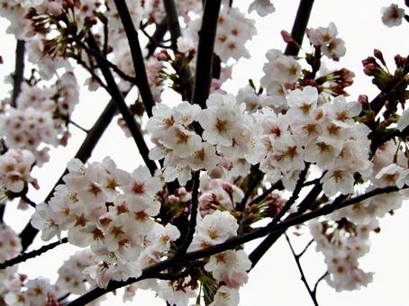 桜 桜の写真