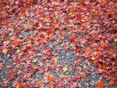 砂利の上に散るモミジ 砂利の上に散るモミジ 紅葉,もみじ,落葉の写真素材