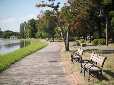 水元公園 公園,朝,朝の光の写真素材