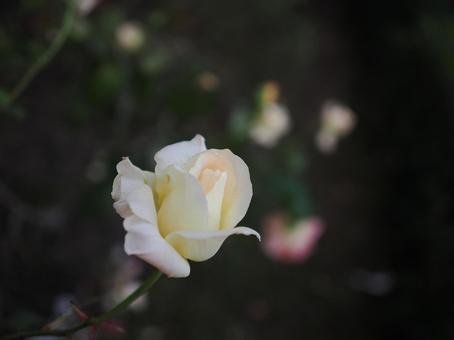 バラ園に咲く白い薔薇を撮りました 花,薔薇,自然の写真素材