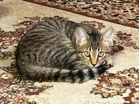 目が覚めた子猫 子猫,サバトラ猫,くつろぐの写真素材