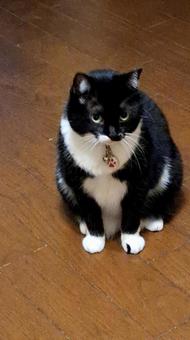猫 見つめる 猫 見つめるの写真