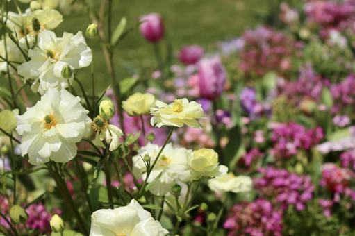春の花畑の写真