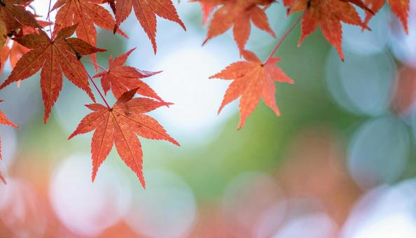 紅葉イメージ・モミジ・カエデ 紅葉イメージ・モミジ・カエデの写真