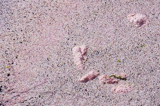 さくらの川 桜,花筏,散る桜の写真素材