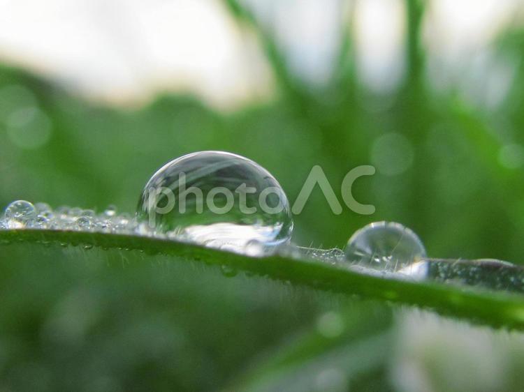 水滴と緑の葉と朝日（Water drops） 水滴,すいてき,しずくの写真素材