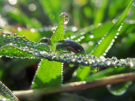 水滴と緑の葉と朝日Water drops 水滴と緑の葉と朝日Water dropsの写真