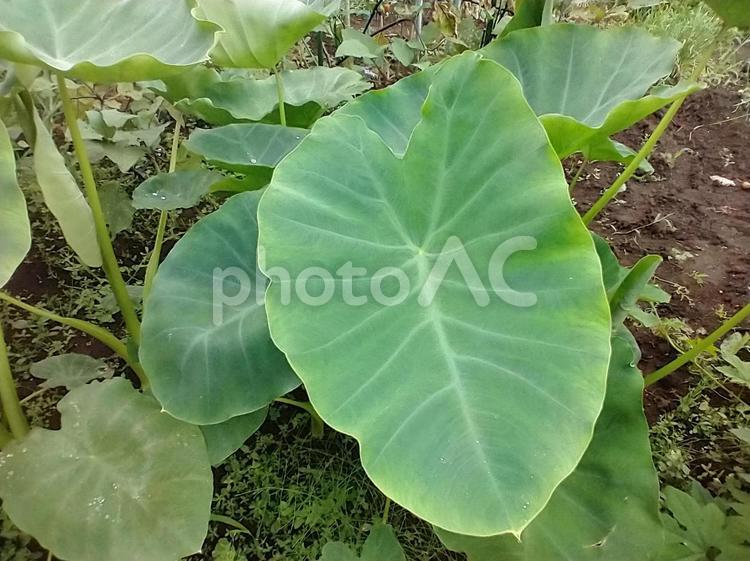 さといも 芋,7月,夏の写真素材