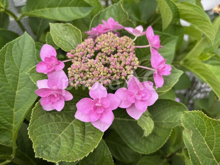 ガクアジサイ（ピンク） アジサイ,紫陽花,ガクアジサイの写真素材