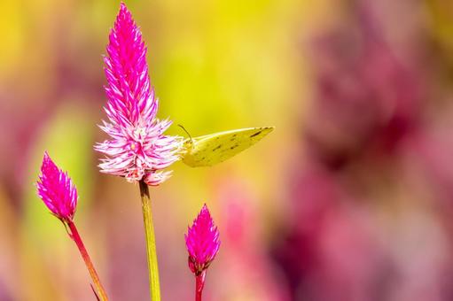 キチョウ⒄の写真