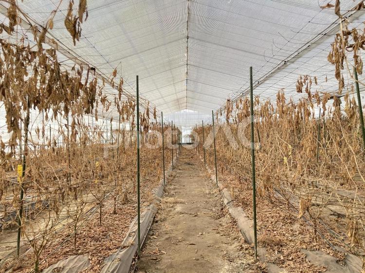 枯れた野菜 地球温暖化,異常気象,高温の写真素材
