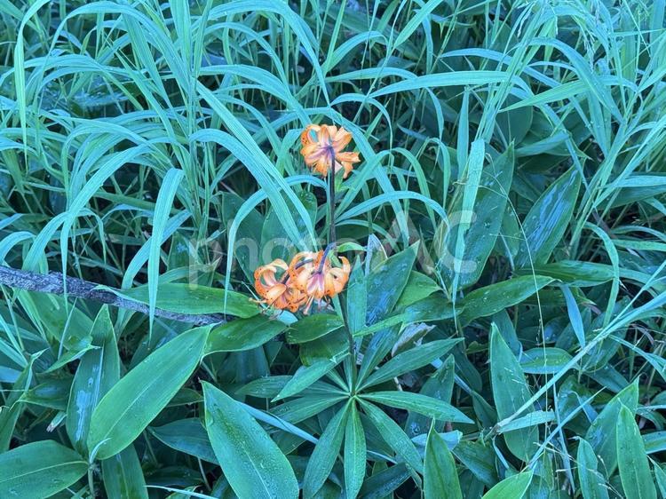 クルマユリの花 ユリ,クルマユリ,花の写真素材