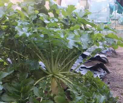 於富泥(おほね) 大根,食べ物,植物の写真素材