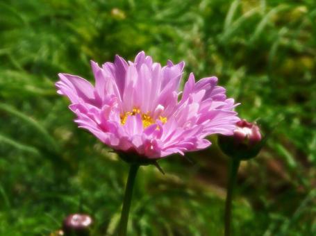 秋桜　その２の写真