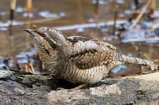 朽ち木の上のアリスイ アリスイ,野鳥,鳥の写真素材