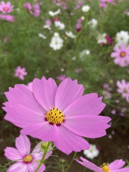 秋の日に咲きほこるコスモスの花 秋の日に咲きほこるコスモスの花の写真