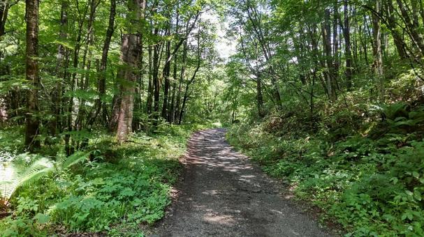 Photo, landscape, fresh green, natural, 