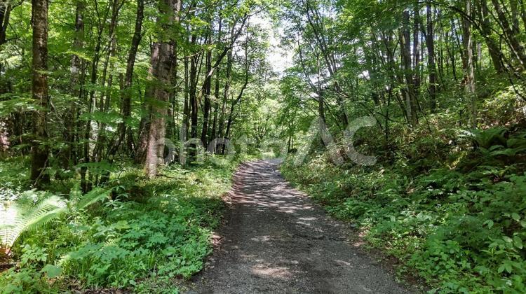 新緑に包まれた木漏れ日の山道 風景,新緑,自然の写真素材