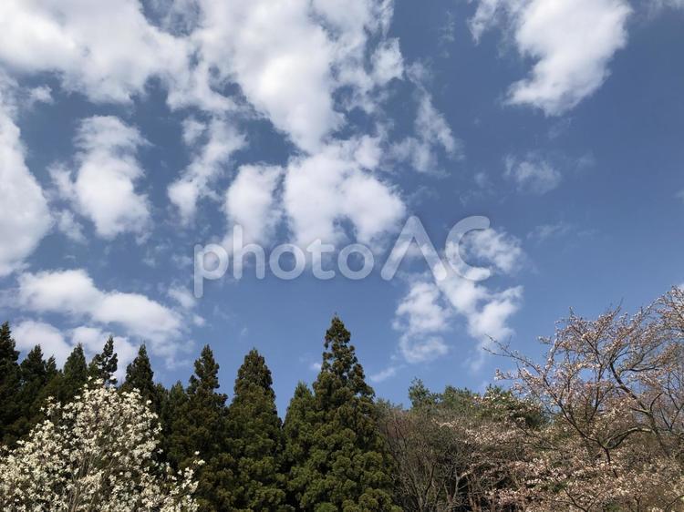 青空とサクラのある風景 空背景,空,雲の写真素材