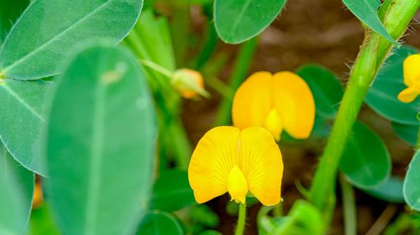 落花生の花 落花生の花 落花生,ラッカセイ,花の写真素材