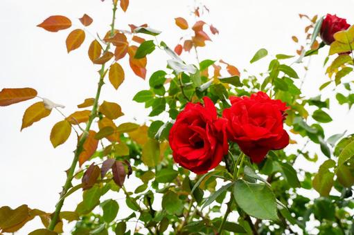 曇り空の下で咲く赤いバラの花 曇り空の下で咲く赤いバラの花の写真
