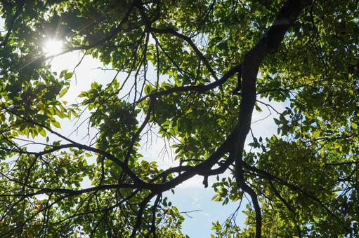 夏の木漏れ日 夏の木漏れ日 木漏れ日,木,森林浴の写真素材