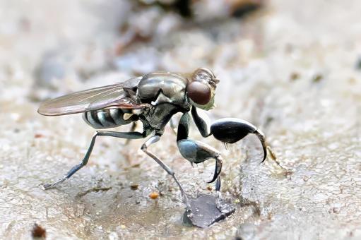 カマバエ カマバエの写真