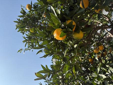 みかんと青空 みかん,黄色,青空の写真素材