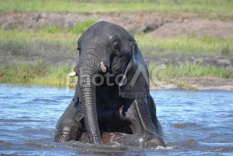 水辺で戯れる野生のアフリカゾウ アフリカゾウ,野生,群れの写真素材
