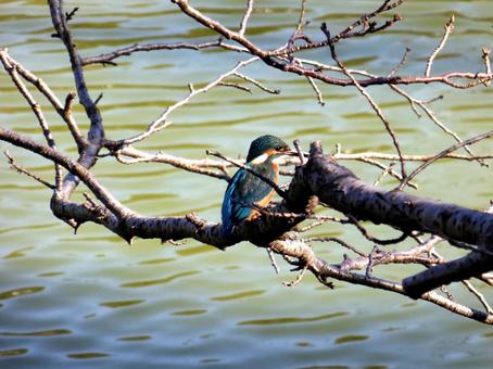 郊外の池の枝に止まるカワセミ カワセミ,鳥,野鳥の写真素材